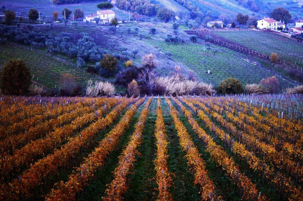 Guardia Sanframondi Agriturismo Cantina Morone מראה חיצוני תמונה